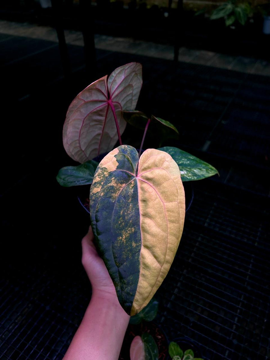 ANTHURIUM RVDP