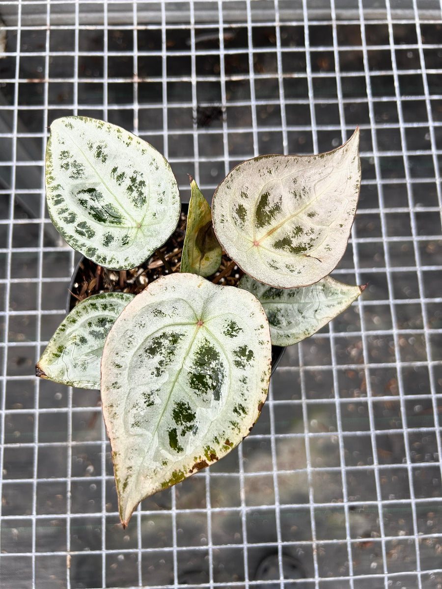ANTHURIUM DIAMOND SHIELD 001