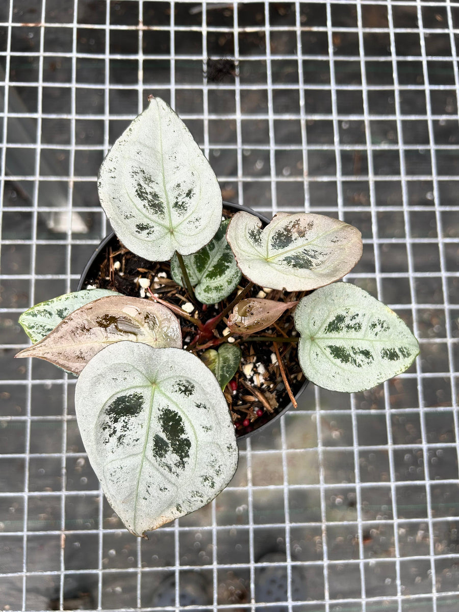 ANTHURIUM DIAMOND SHIELD 002