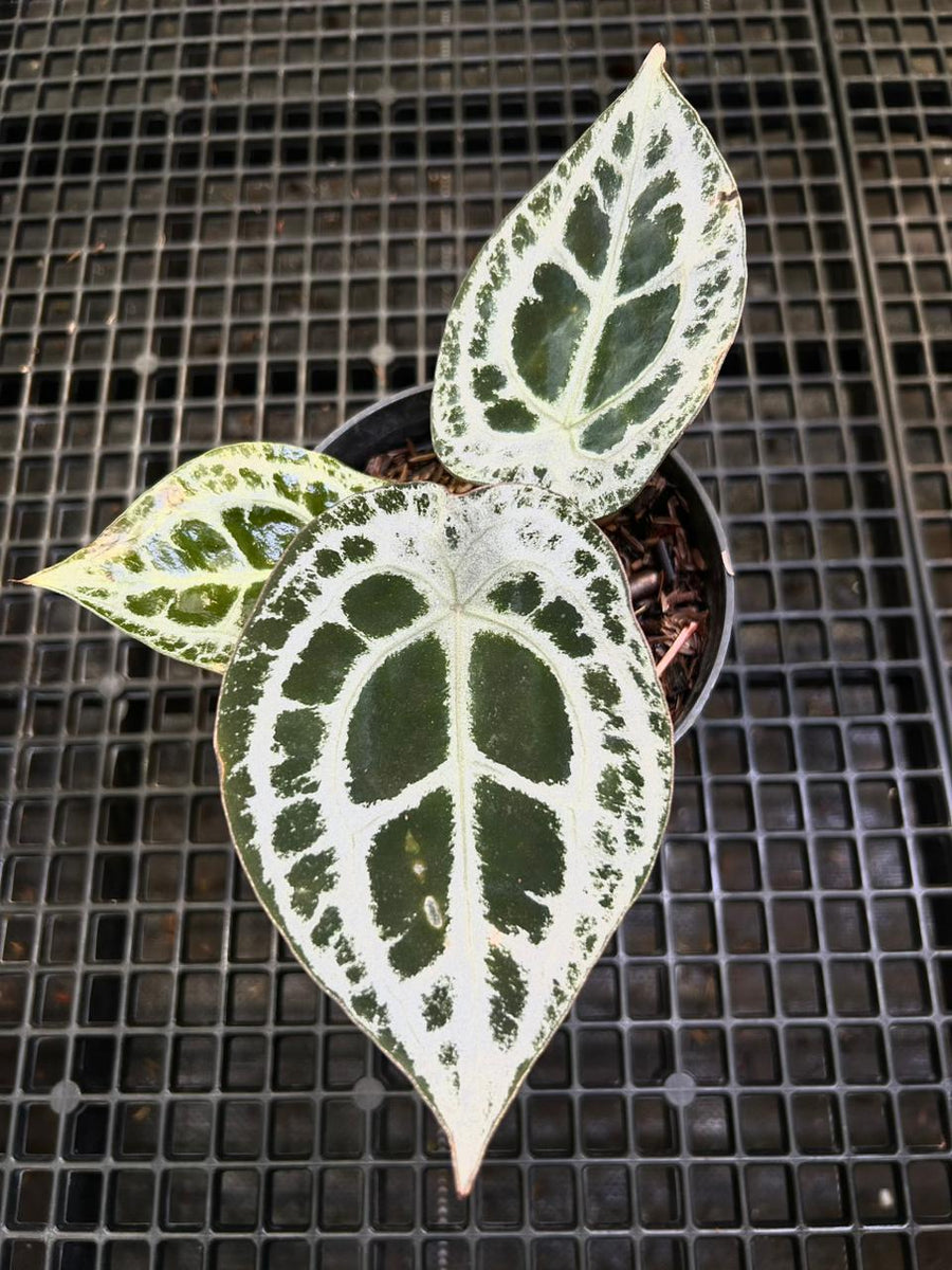 Anthurium Equator ET 001
