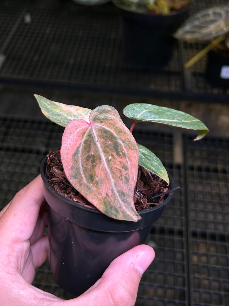 ANTHURIUM NIGHT DRAGON 003