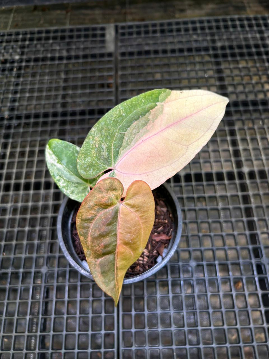 ANTHURIUM PAPI X RVDP