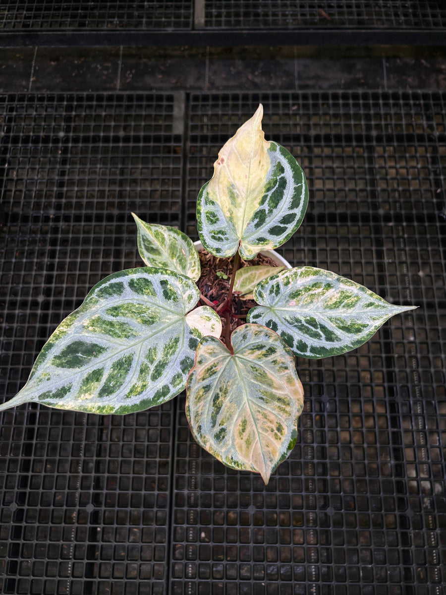 ANTHURIUM SILVER DIAMOND