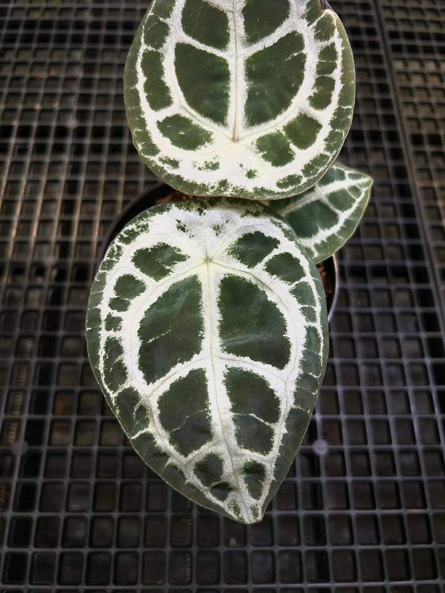 Anthurium Equator ET 002