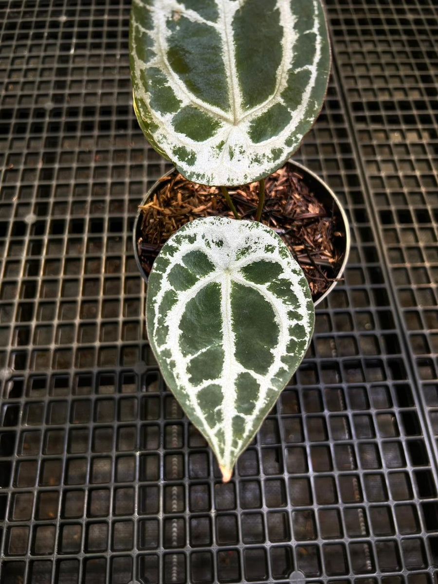 Anthurium Equator ET 003