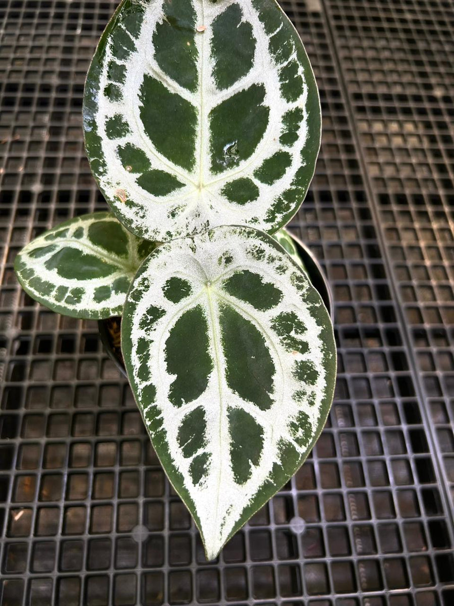 Anthurium Equator ET 006