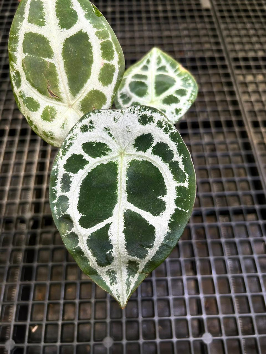 Anthurium Equator ET 008