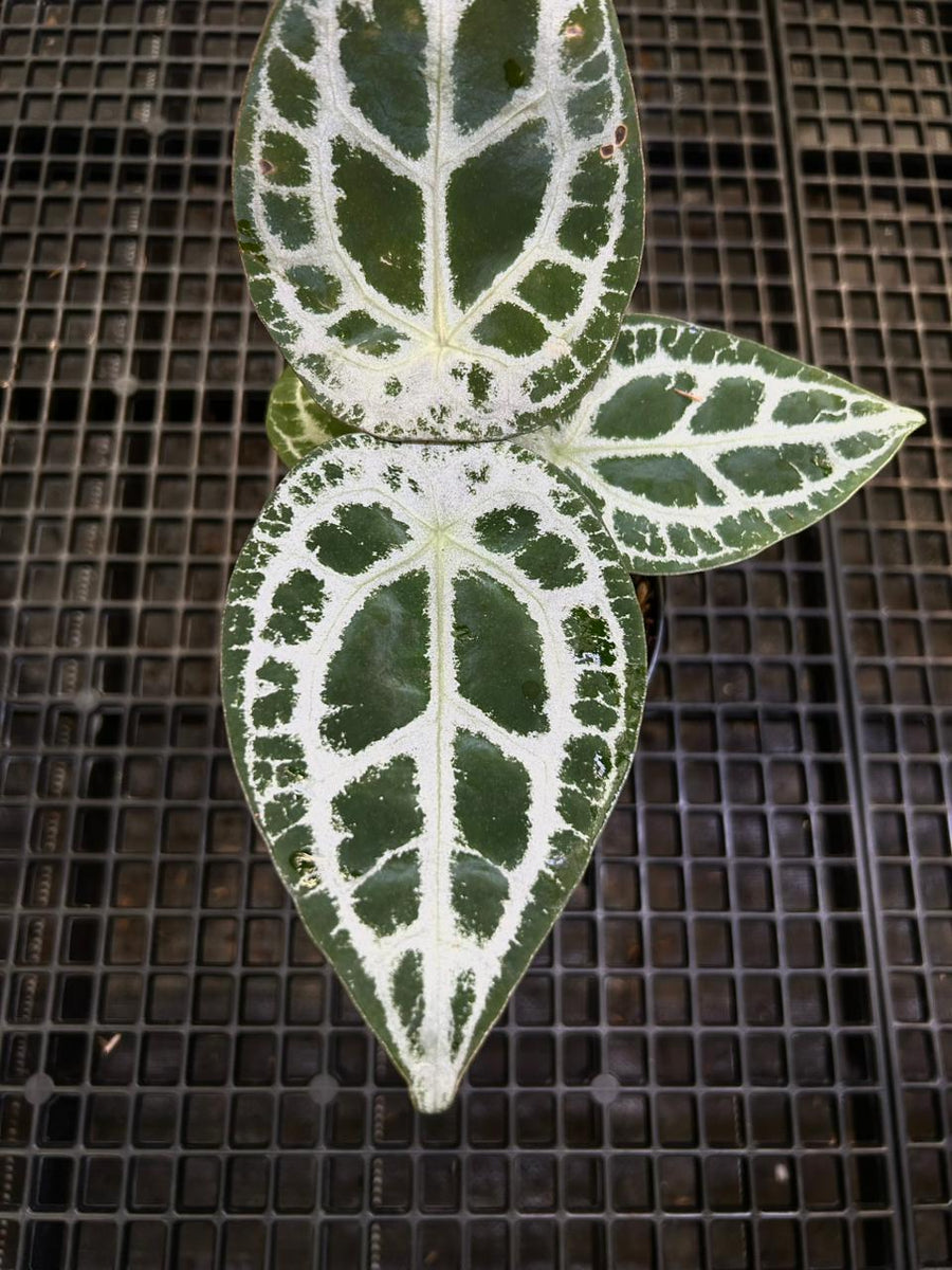 Anthurium Equator ET 011