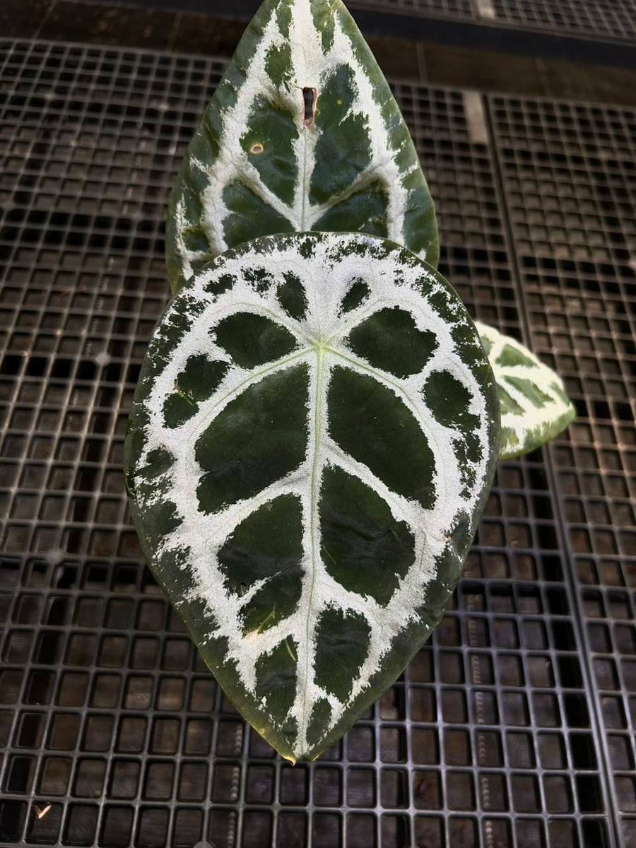 Anthurium Equator ET 013