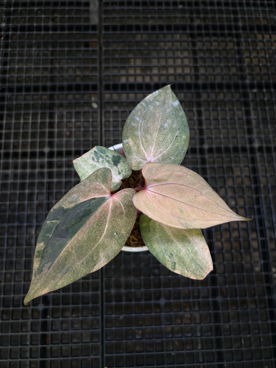 ANTHURIUM NIGHT DRAGON 002