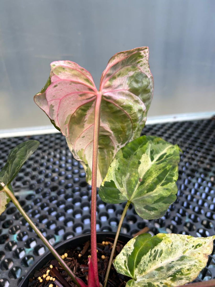 ANTHURIUM SILIWANGI 001