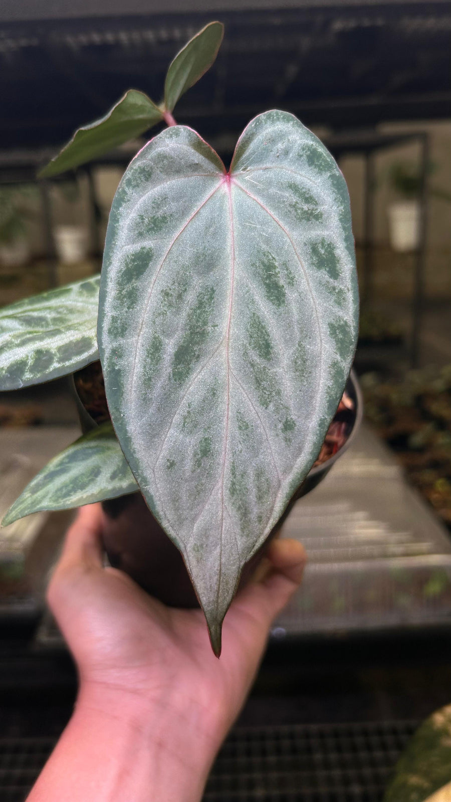 ANTHURIUM LOST ID LIKE CHINA PLANT