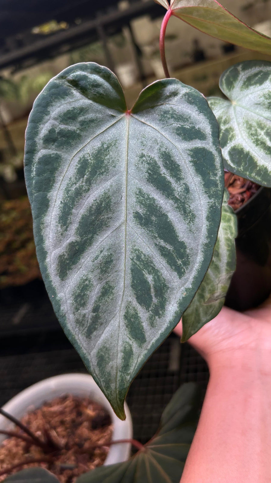 ANTHURIUM LOST ID LIKE CHINA PLANT