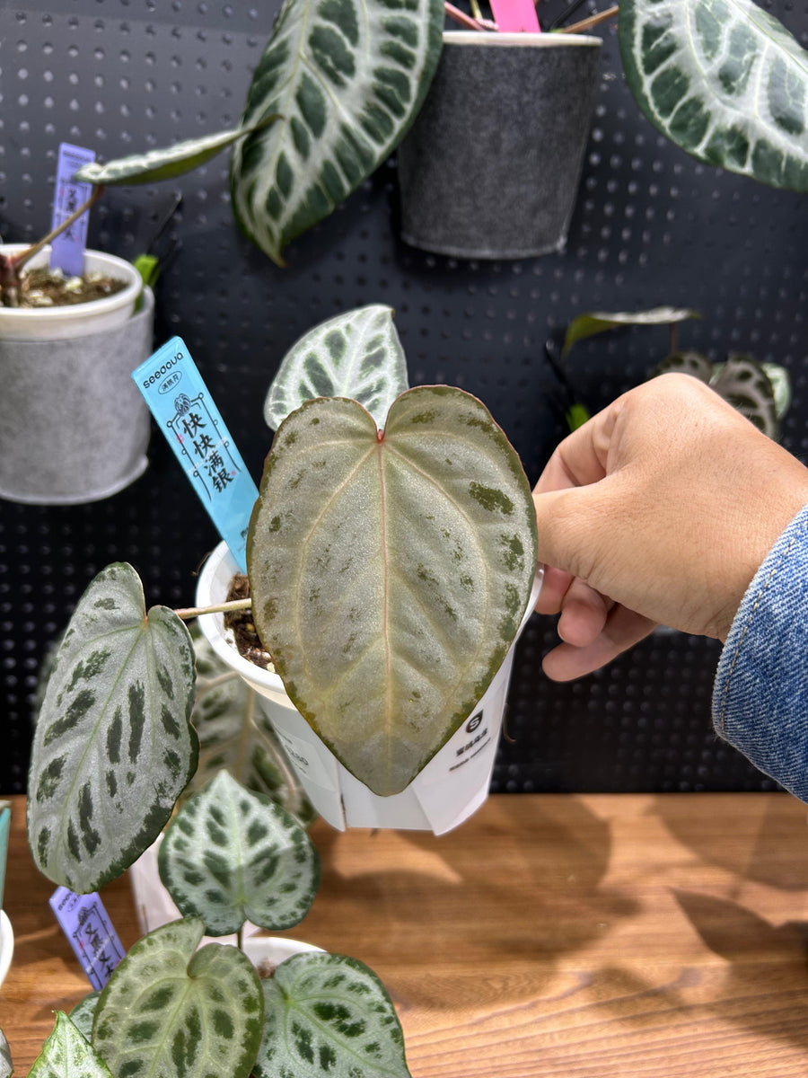 ANTHURIUM ANGELA