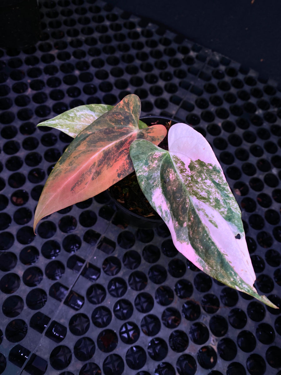 ANTHURIUM X PORTILLAE