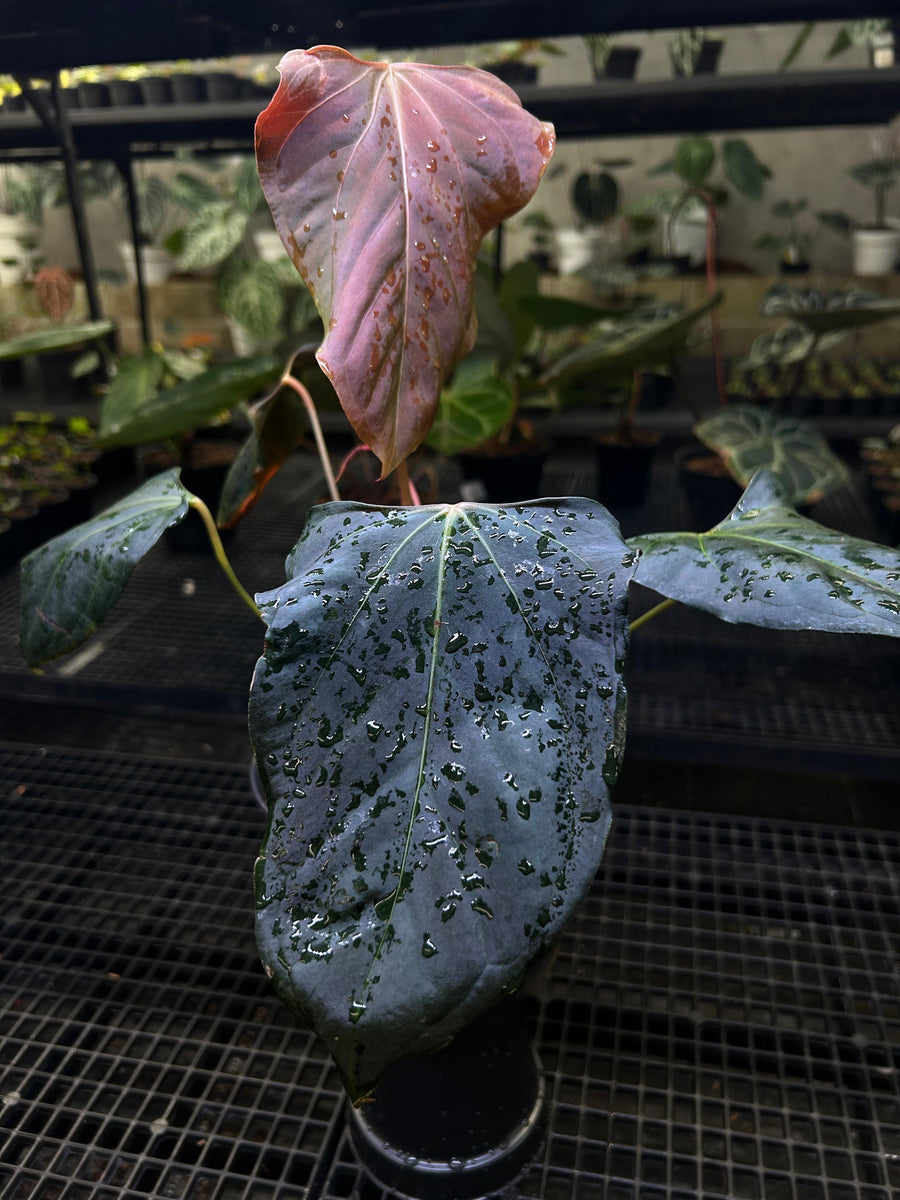 ANTHURIUM PAPI X RL (MOTHER)