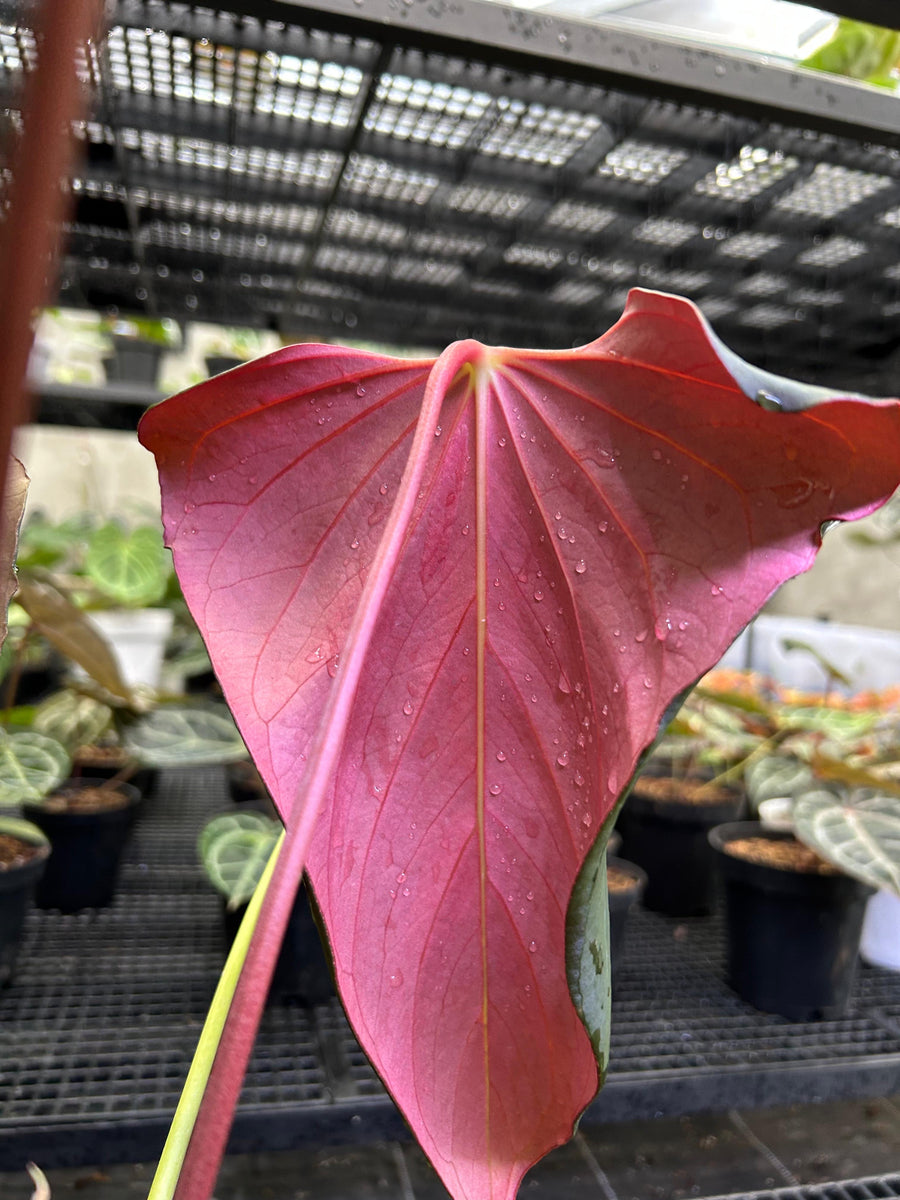 ANTHURIUM BLACK SWEET X WAROQ MUTATED (BLACKWAR) MOTHER