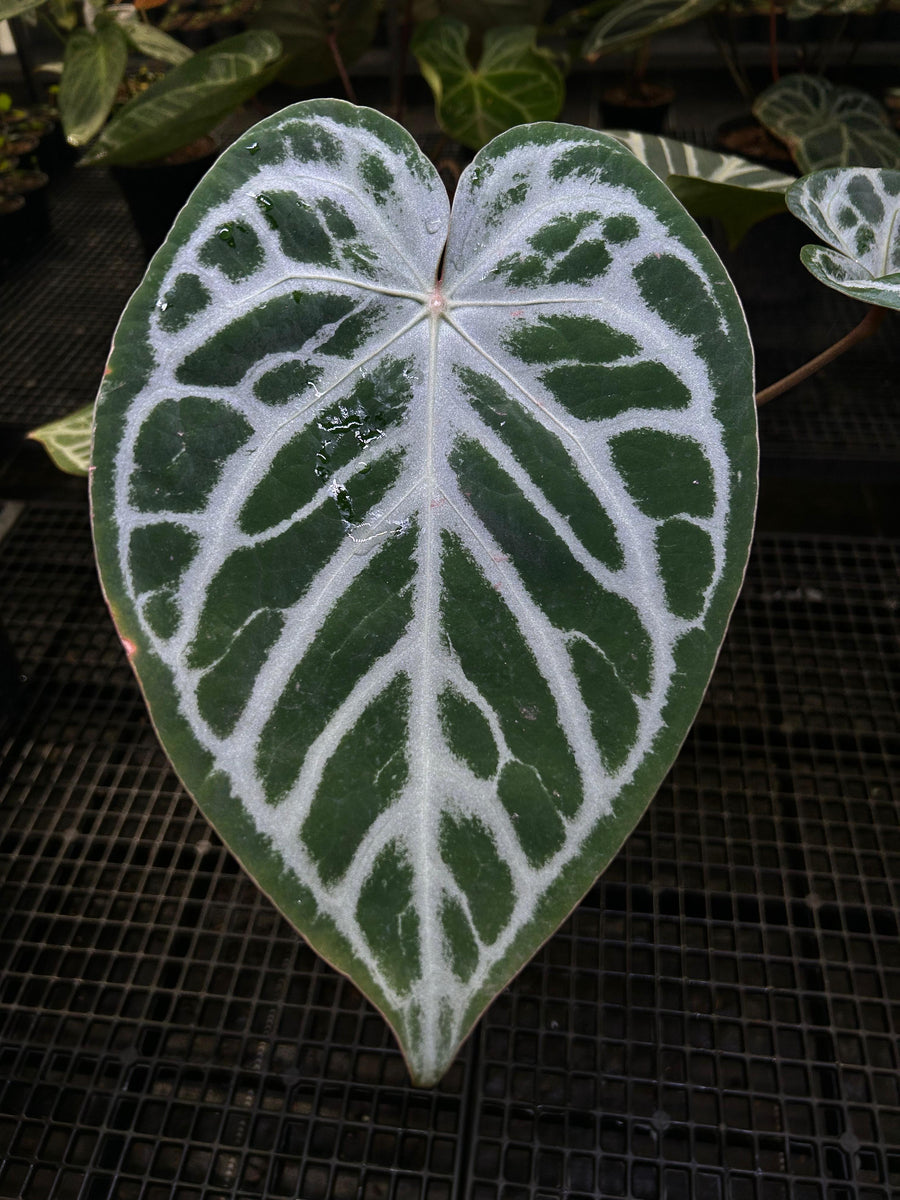ANTHURIUM ANGEL DREAM X KOS X RED 002