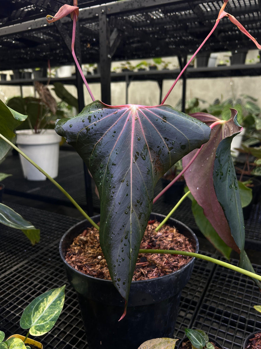 ANTHURIUM BLACK SWEET X WAROQ MUTATED (BLACKWAR) MOTHER