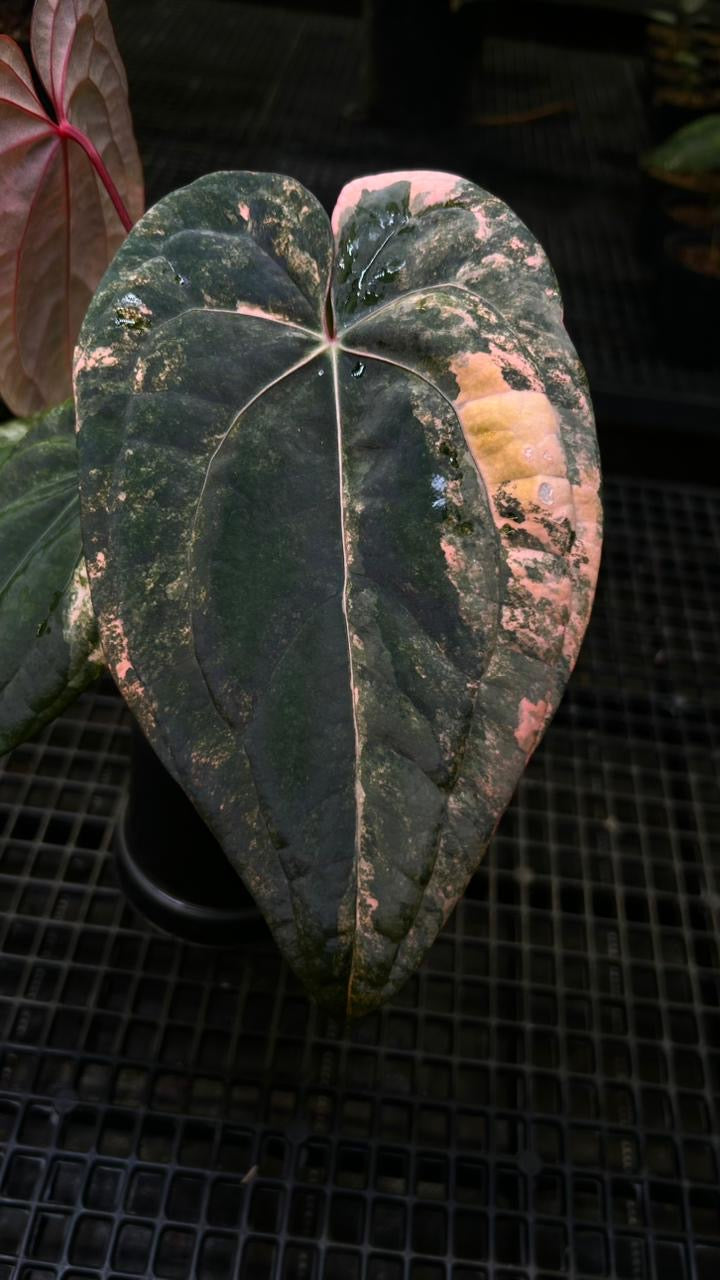 ANTHURIUM RVDP