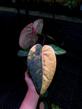 ANTHURIUM RVDP