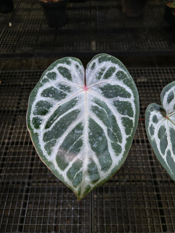 ANTHURIUM ANGEL DREAM X KOS X RED 001