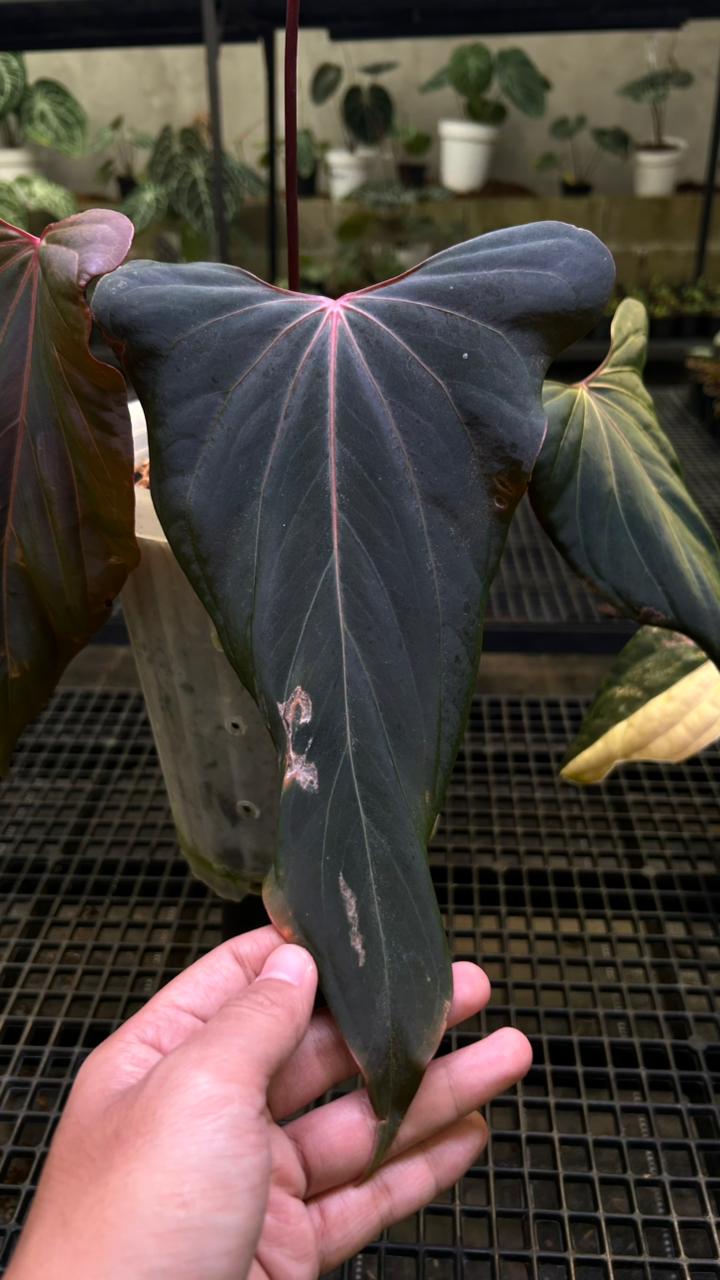 ANTHURIUM RL