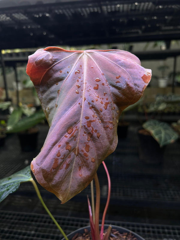 ANTHURIUM PAPI X RL (MOTHER)