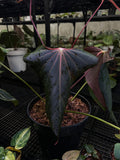 ANTHURIUM BLACK SWEET X WAROQ MUTATED (BLACKWAR) MOTHER