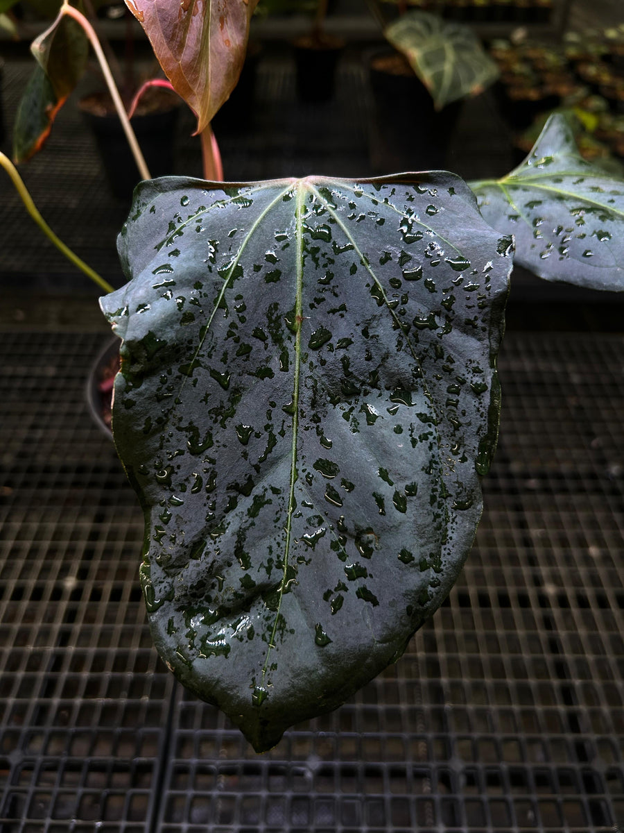 ANTHURIUM PAPI X RL (MOTHER)