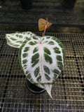 ANTHURIUM CINDERELLA