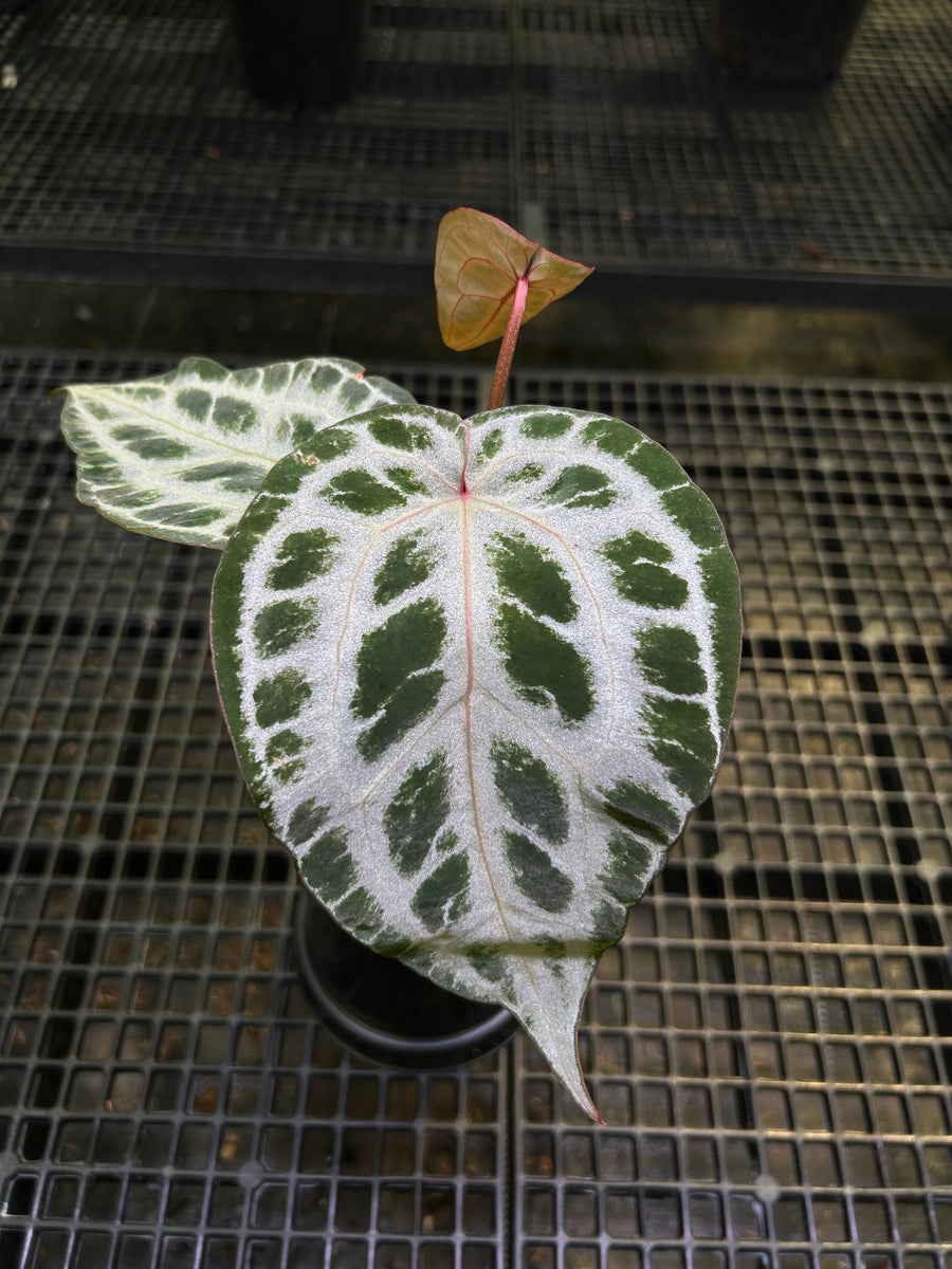 ANTHURIUM CINDERELLA
