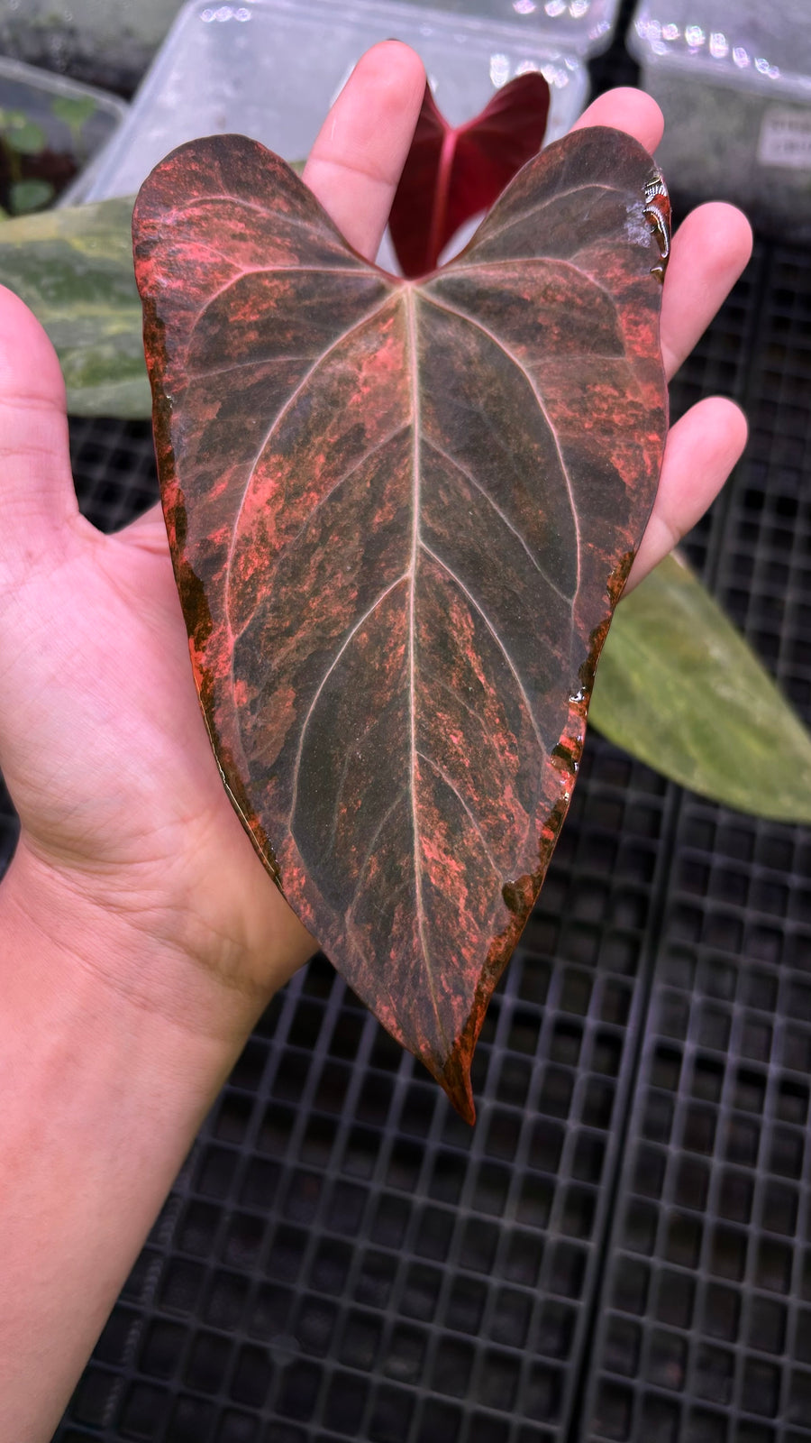 ANTHURIUM PORTILLAE