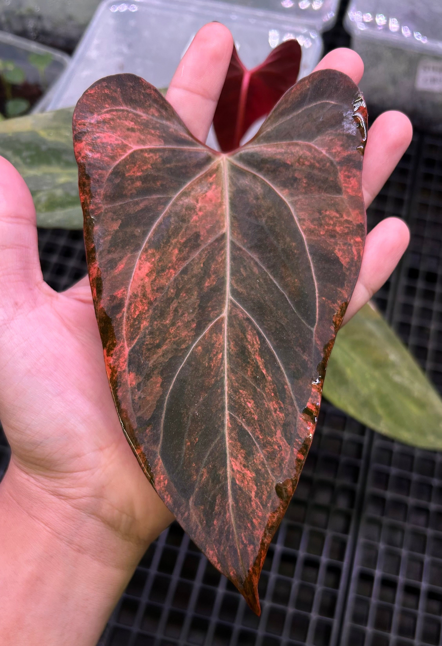 ANTHURIUM PORTILLAE