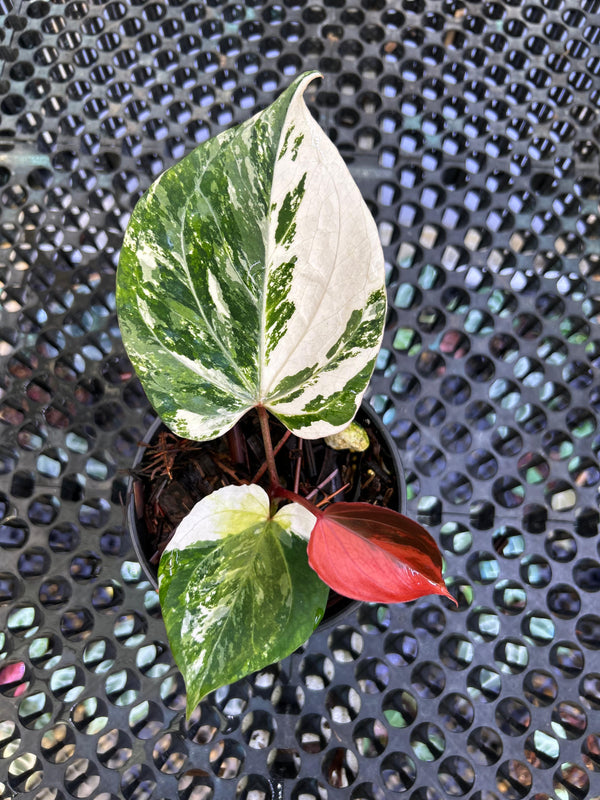 ANTHURIUM KOS