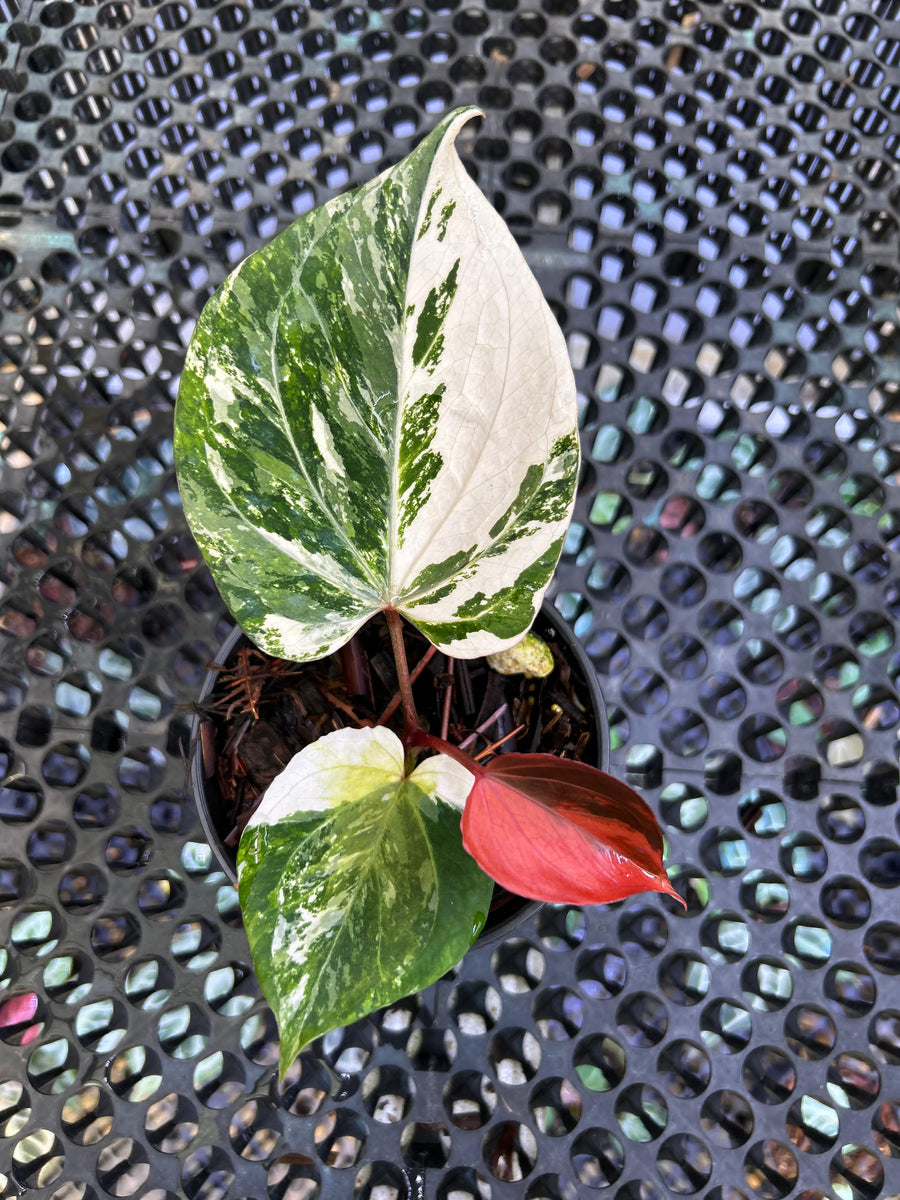 ANTHURIUM KOS
