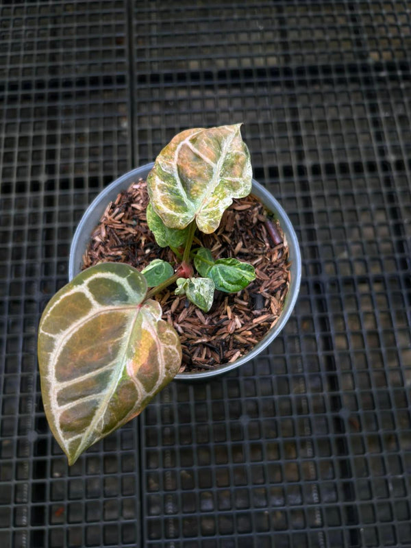 ANTHURIUM KOS X RC