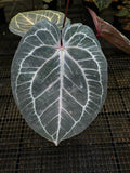 ANTHURIUM KOS X RED MOTHER PLANT