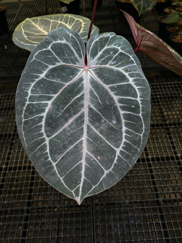 ANTHURIUM KOS X RED MOTHER PLANT