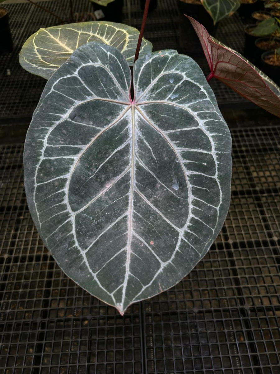 ANTHURIUM KOS X RED MOTHER PLANT