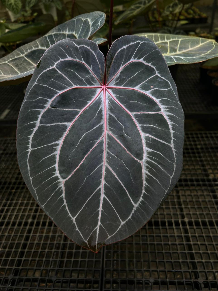 ANTHURIUM KOS X RED MOTHER PLANT