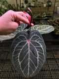 ANTHURIUM KOS X RED MOTHER PLANT