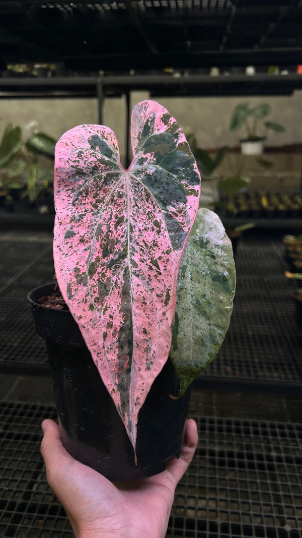 ANTHURIUM LAVA PINK