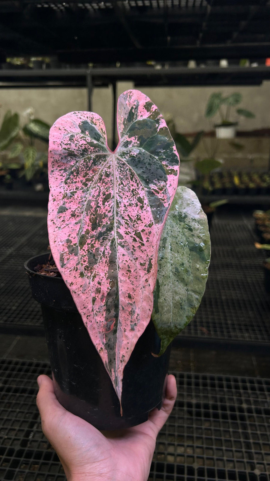 ANTHURIUM LAVA PINK