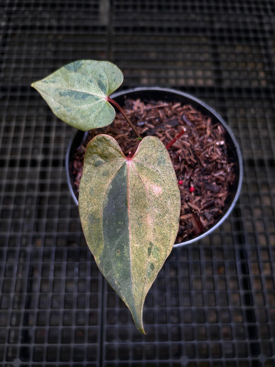 ANTHURIUM NIGHT DRAGON 001