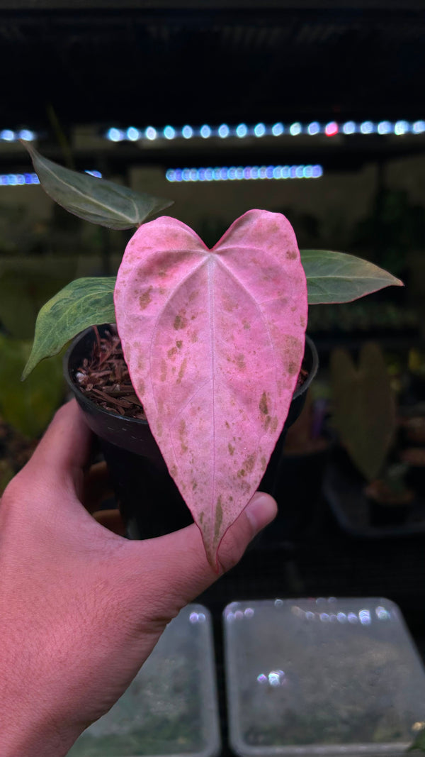 ANTHURIUM PAPILLILAMINUM