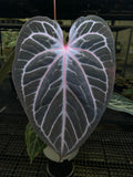 ANTHURIUM RED TIGER MOTHER PLANT