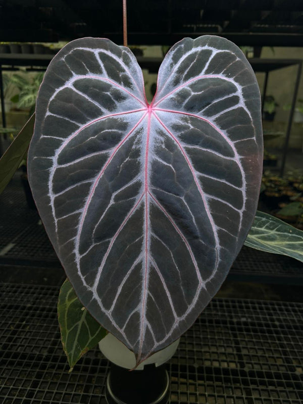 ANTHURIUM RED TIGER MOTHER PLANT