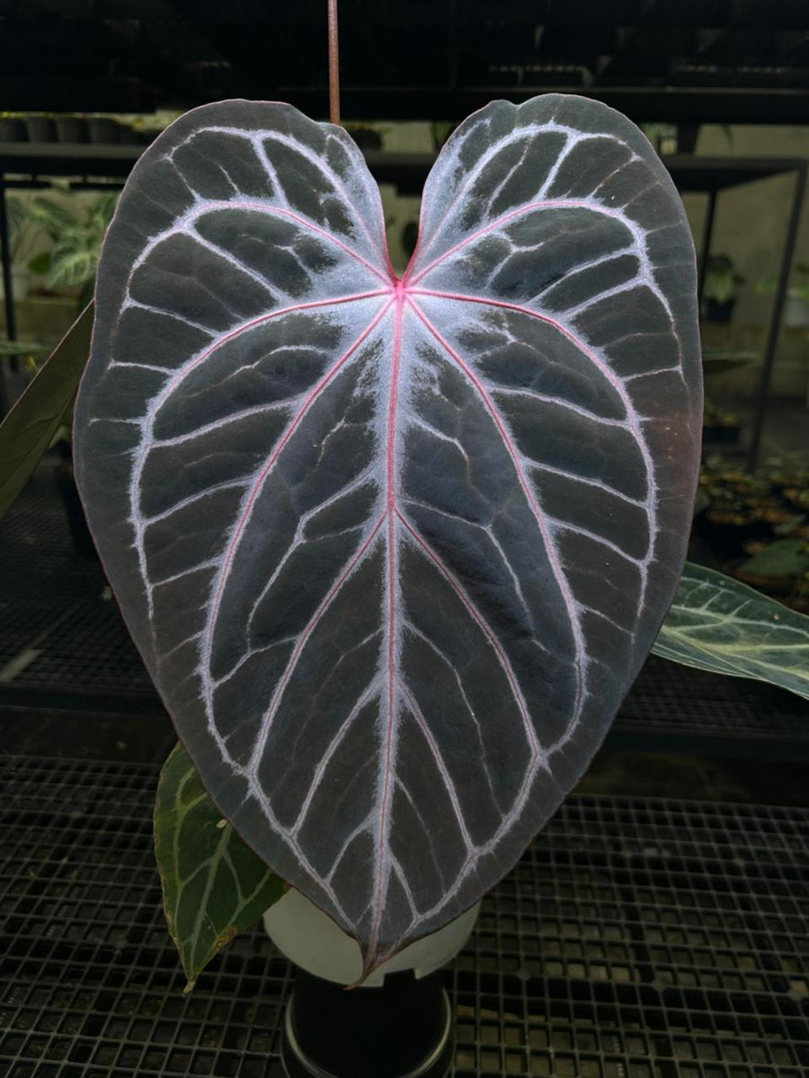 ANTHURIUM RED TIGER MOTHER PLANT