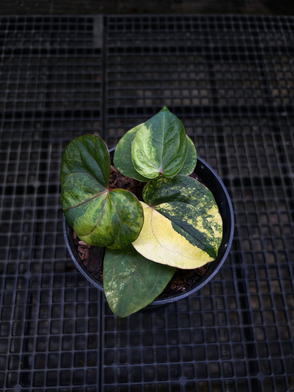 ANTHURIUM RVDP CLONE